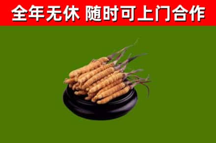 眉山回收冬虫夏草